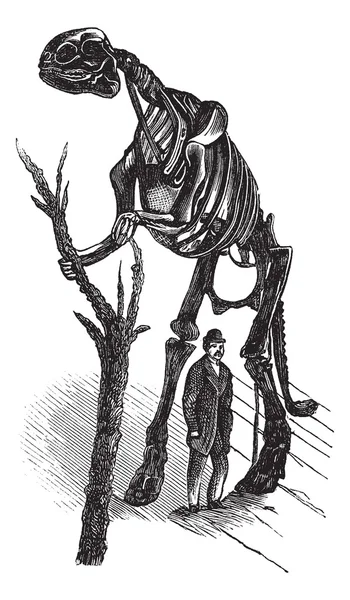 Hadrosaurus skeleton vintage gravure — Stockvector