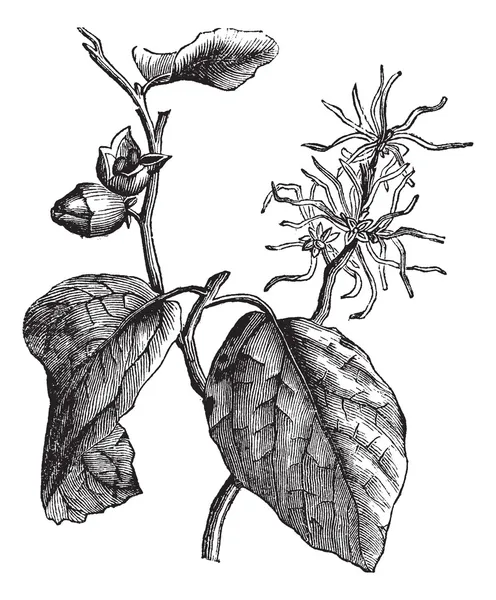Hazel de bruja (Hamamelis virginiana) o grabado vintage de flores de invierno — Vector de stock
