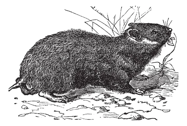 Hamster (cricetus vulgaris) vintage engraving — Stock Vector