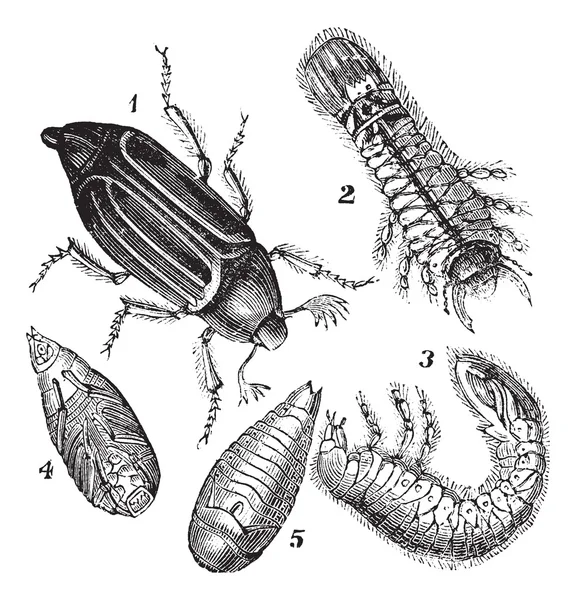 1.Regular Chafer (Melolontha vulgaris) 2.Larva vista trasera 3.Larv — Vector de stock