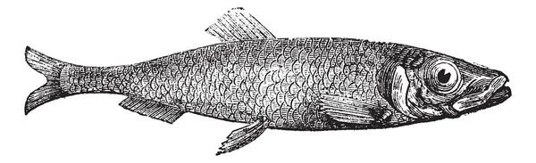大西洋鲱鱼 (大西洋鲱鱼) 欧洲复古雕刻的 — 图库矢量图片