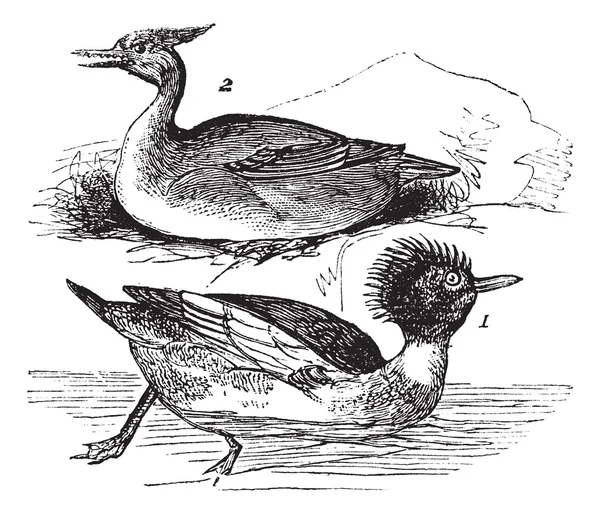 Красногрудый Merganser (Mergus serrator) 1. мужчина 2. женщина винта — стоковый вектор