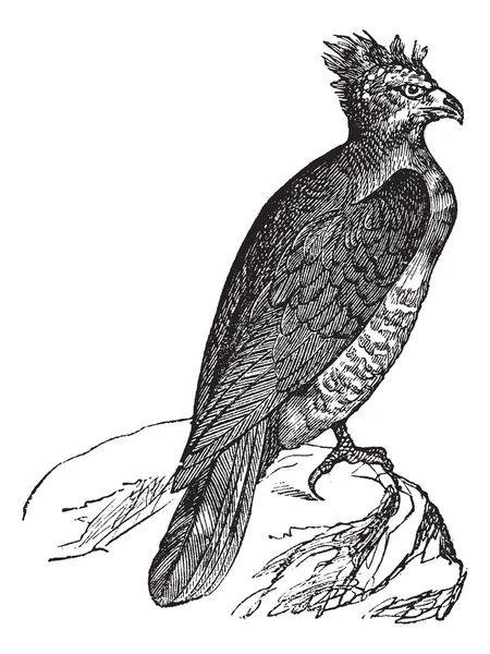 Harpy (thrasaetus harpyia) 빈티지 조각 — 스톡 벡터