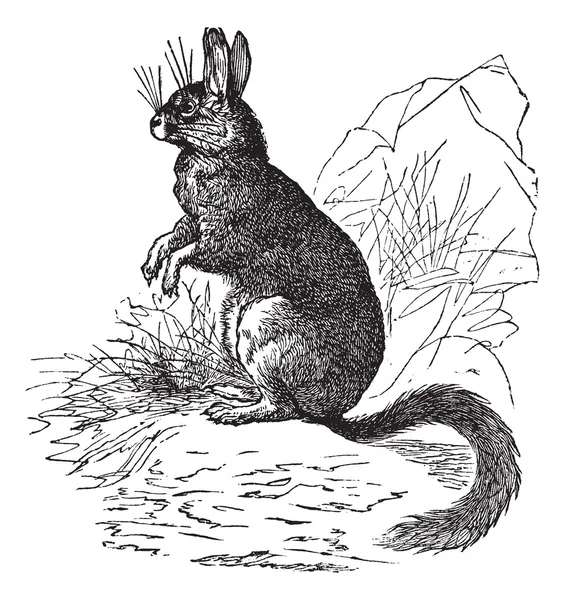 Viscachas o vizcachas grabado vintage — Archivo Imágenes Vectoriales