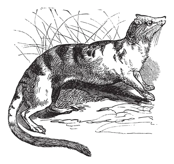 Palmera con bandas Civet (Hemigalus derbyanus) grabado vintage — Archivo Imágenes Vectoriales
