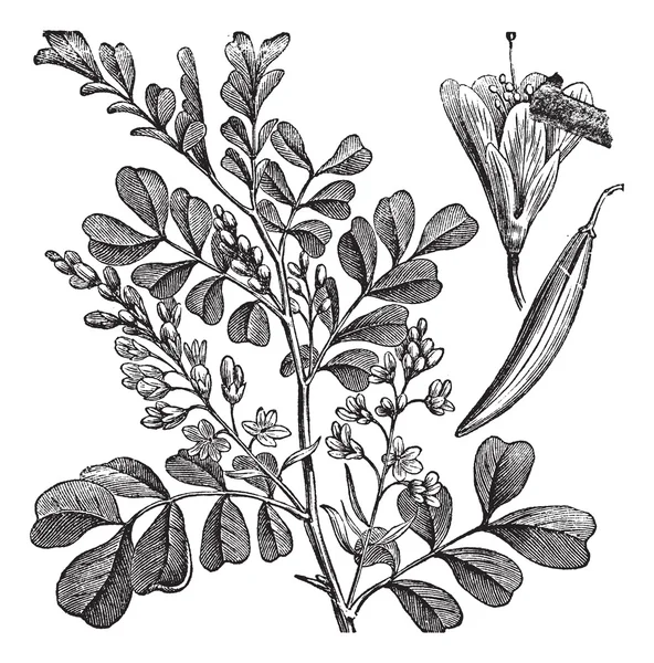 Haematoxylum campechianum (Logwood) grabado vintage — Archivo Imágenes Vectoriales