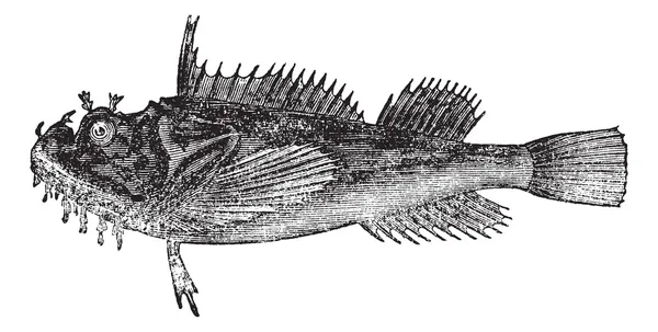 Винтажная гравировка обыкновенного морского ворона (Hemitripterus acadianus) — стоковый вектор