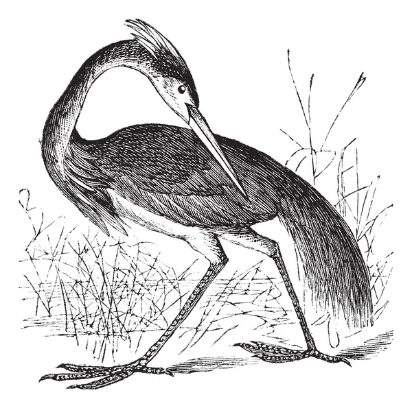 Louisiana Heron (Ardea ludoviciana) or Tricolored Heron (Egretta — Stock Vector