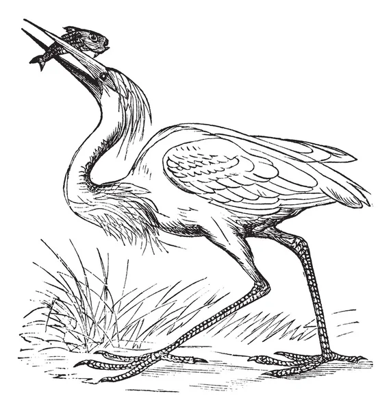 Great White Heron (Ardea occidentalis) vintage gravyr — Stock vektor