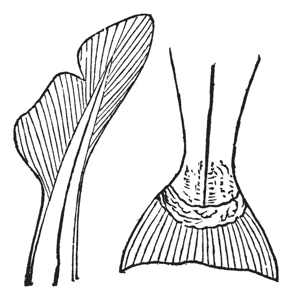 1.Heterocercal (requin) 2. Гомоцеркал (соус) винтажный — стоковый вектор