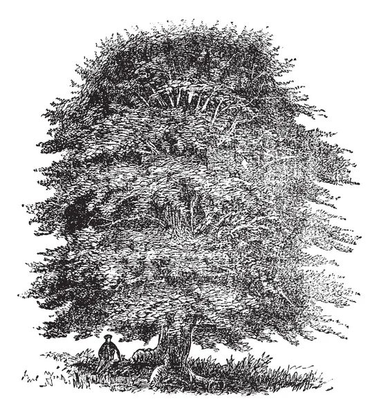 Kayın ağacı antika gravür — Stok Vektör