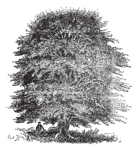 Beech tree vintage engraving