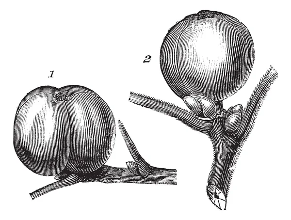 1-білий гікорідний горіх або фрукт 2- Томентовий шланг горіх або фрукт v — стоковий вектор