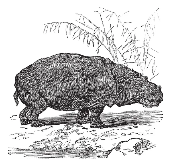 Hroch nebo hippopotamus amphibius vinobraní gravírování — Stockový vektor