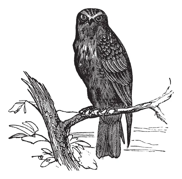 Eurasian Hobby ou Falco subbuteo gravure vintage — Image vectorielle