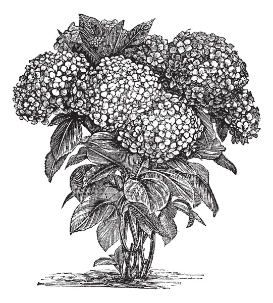 Gravure vintage Hydrangea à grandes feuilles ou Hydrangea macrophylla — Image vectorielle