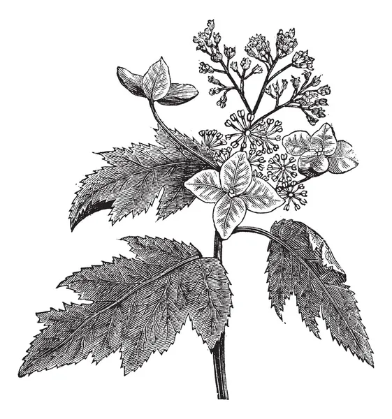 Oakleaf hortenzie nebo hydrangea quercifolia vinobraní gravírování — Stockový vektor