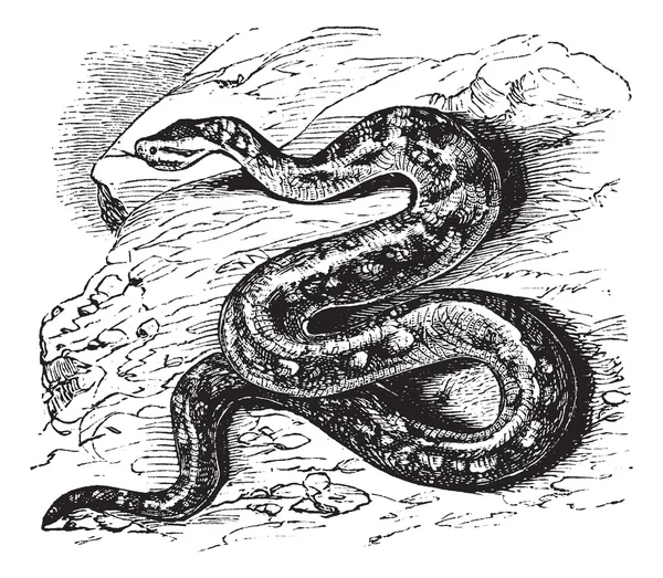 Szülés rock python vagy Python Sárgafarkú natalensis vintage gravírozás — Stock Vector