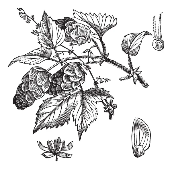 Gravura comum de lúpulo ou Humulus lupulus vintage —  Vetores de Stock