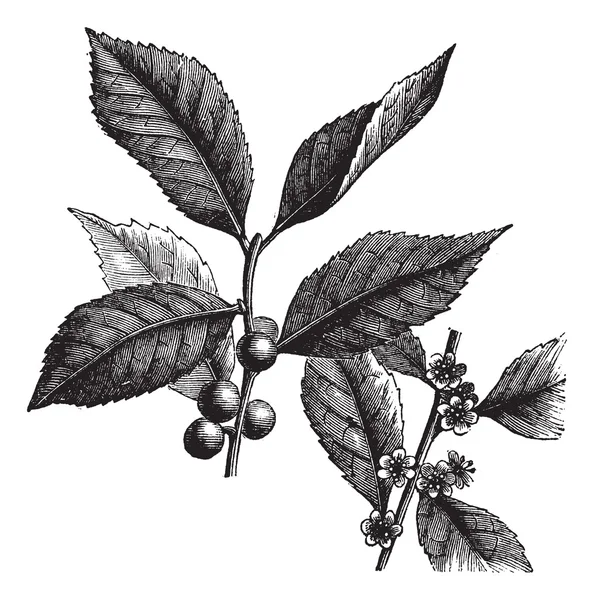 Amerikaanse winterberry of ilex verticillata vintage gravure — Stockvector