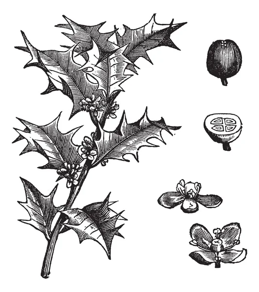 Gravure vintage Holly ou Ilex aquifolium — Image vectorielle