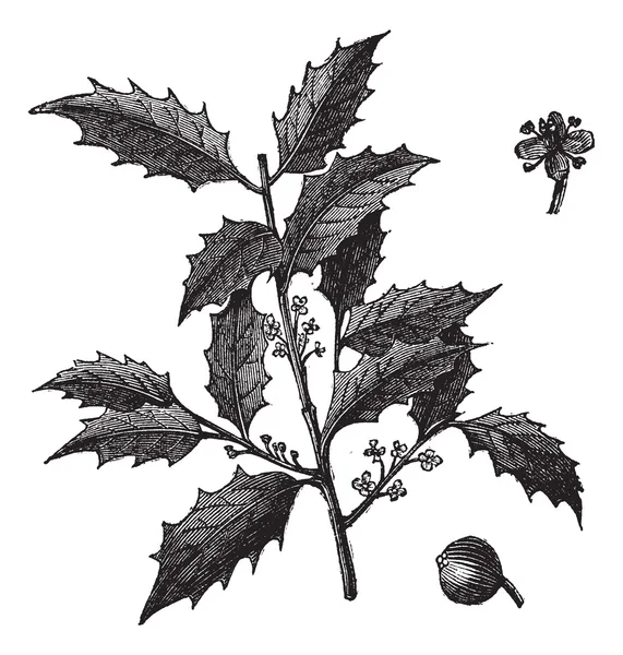 American Holly or Ilex opaca vintage engraving — Stock Vector