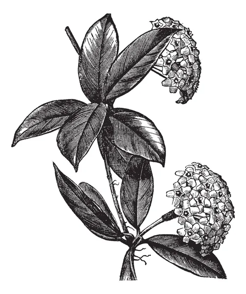 Hoya carnosa veya balmumu bitki antika gravür — Stok Vektör