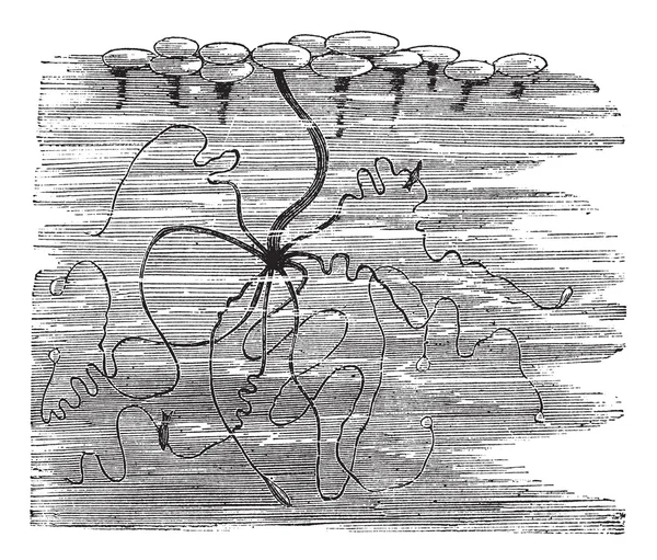 Gravure vintage Hydra viridis ou Chlorohydra viridis — Image vectorielle