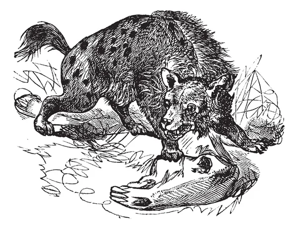 Gevlekte hyena's of crocuta crocuta vintage gravure — Stockvector
