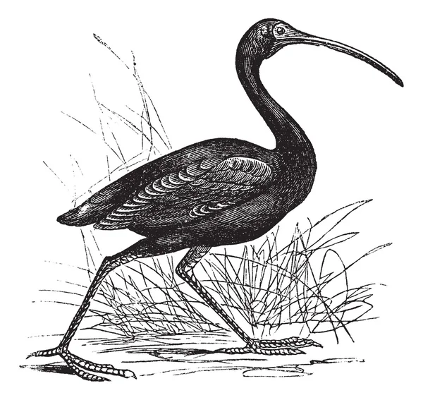 Gravure vintage Ibis écarlate ou Eudocimus ruber — Image vectorielle