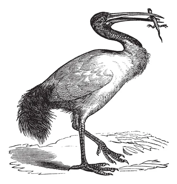 Gravure africaine sacrée Ibis ou Threskiornis aethiopicus vintage — Image vectorielle