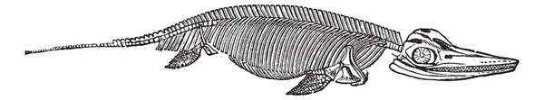 The skeleton of Ichthyosaurus vintage engraving — Stock Vector