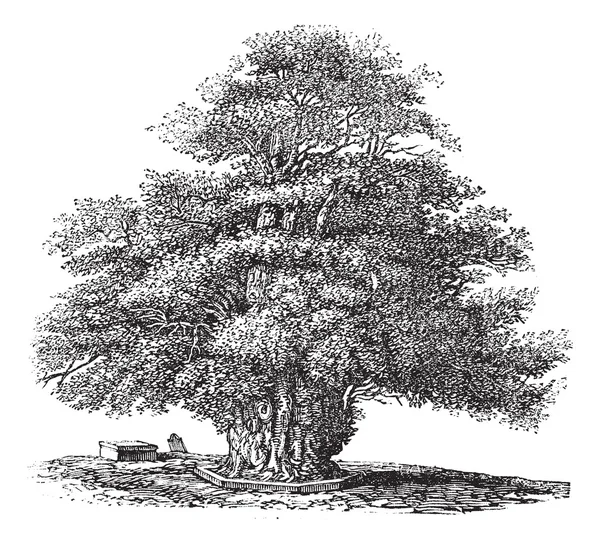 Árbol de tejo o Taxus baccata en la iglesia de St. Helens en Darley Derbysh — Archivo Imágenes Vectoriales