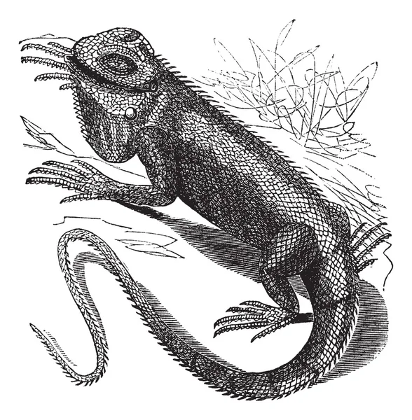 Gravure vintage Iguana ou iguane Iguana verte — Image vectorielle