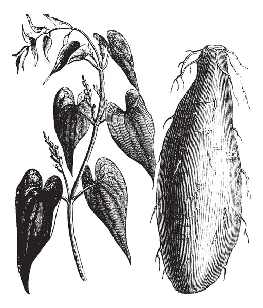 Пурпурный Ям или Dioscorea alata винтажная гравировка — стоковый вектор