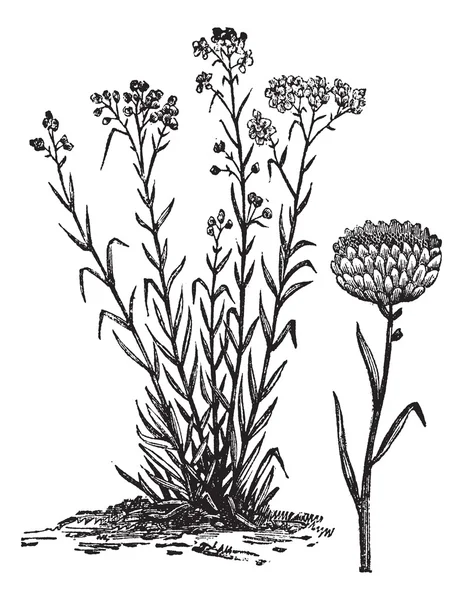 Incisione vintage Helichrysum orientale — Vettoriale Stock