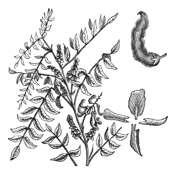 Настоящая индиго или Indigofera tinctoria винтажная гравировка — стоковый вектор