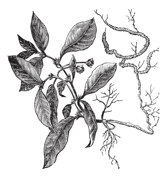 Ipekakuána vagy Psychotria Ipekakuána vintage gravírozás — Stock Vector