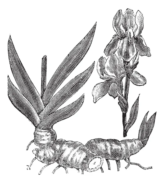 Kosaćca root lub iris florentina rocznika Grawerowanie — Wektor stockowy