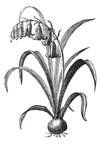Ortak bluebell veya hyacinthoides scripta antika gravür — Stok Vektör