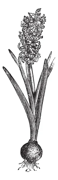 Ortak sümbül veya hyacinthus orientalis antika gravür — Stok Vektör