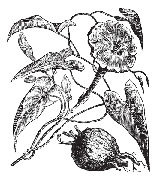 Gravure vintage Exogonium purga ou Ipomoea jalapa — Image vectorielle