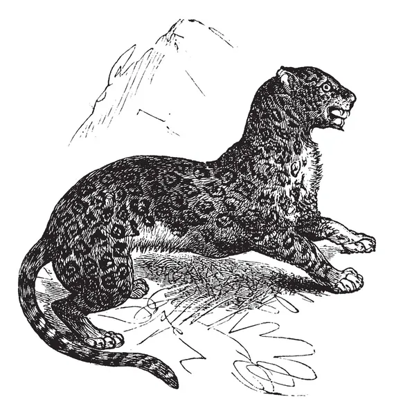 Jaguar eller panthera onca vintage gravyr — Stock vektor