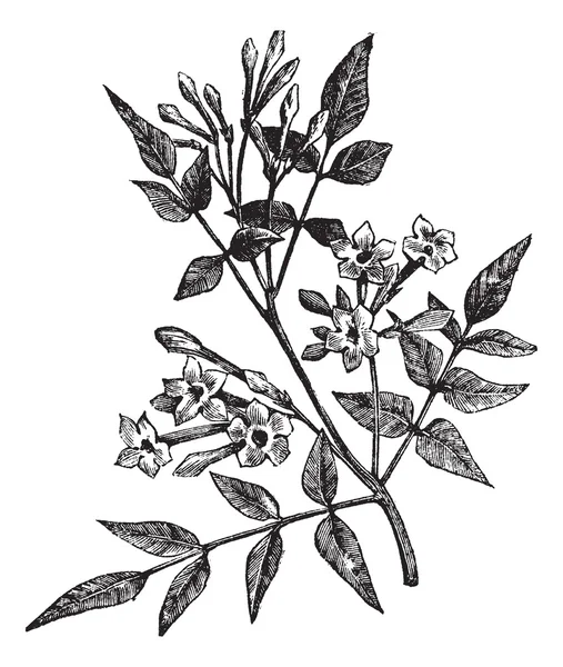 Grabado vintage Jasmine o Jasminum officinale común — Vector de stock