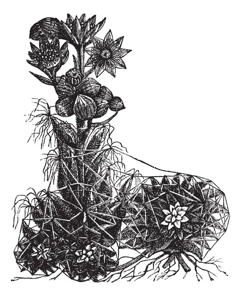 Cobweb houseleek or Sempervivum arachnoideum vintage engraving — Stock Vector