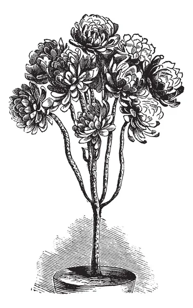 Aeonium drzewa lub aeonium arboreum Grawerowanie vintage — Wektor stockowy