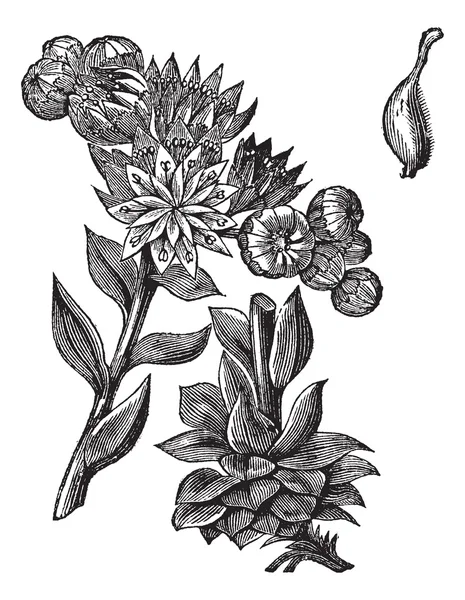Comum Houseleek ou Sempervivum tectorum gravura vintage — Vetor de Stock