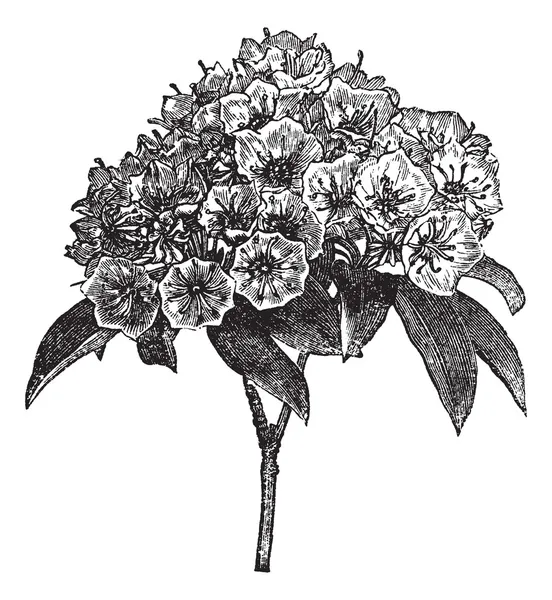 Kalmia latifolia veya DAG defne antika gravür — Stok Vektör
