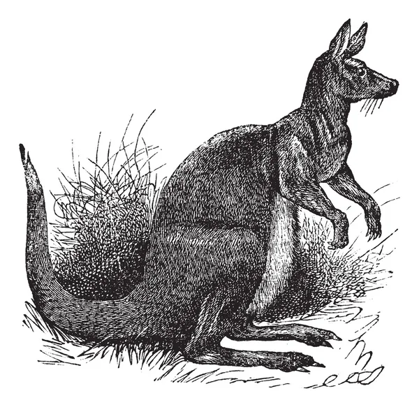 Große Känguru-Vintage-Gravur — Stockvektor