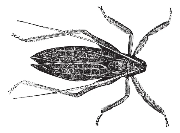 Katydide (Cyrtophyllus concavus) 또는 긴-발 정 메뚜기 빈트 — 스톡 벡터